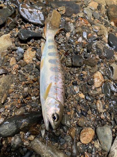 アマゴの釣果