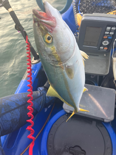 ショゴの釣果