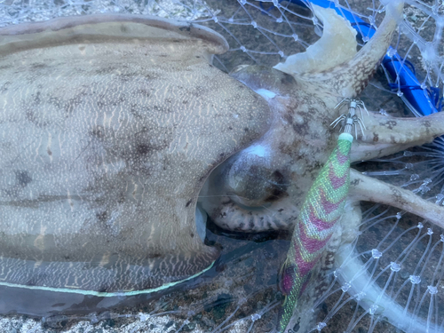 コウイカの釣果