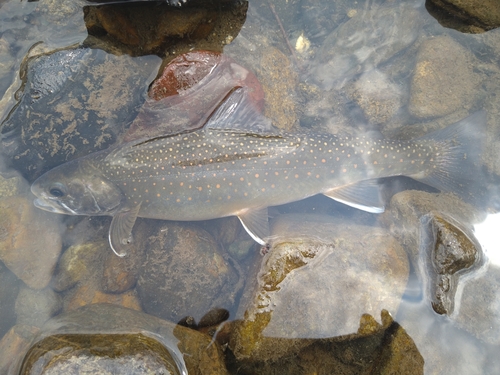 イワナの釣果