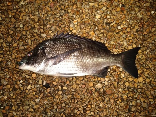 クロダイの釣果