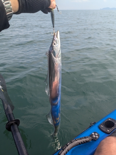 タチウオの釣果