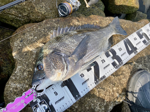 チヌの釣果