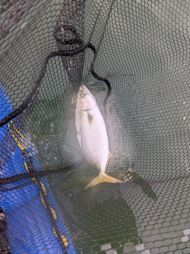 ワカシの釣果