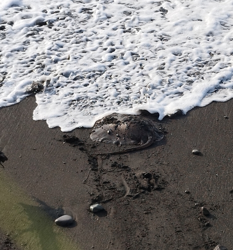 アカエイの釣果