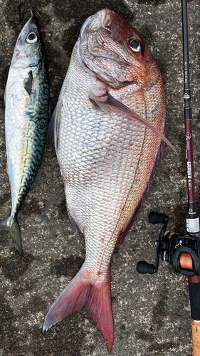 タイの釣果