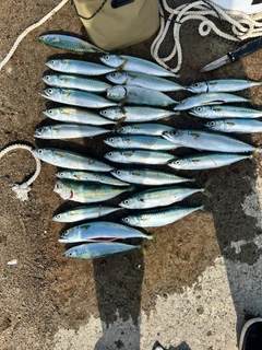 サバの釣果