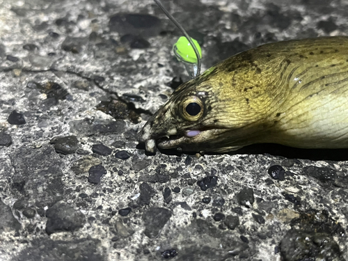 ホタテウミヘビの釣果