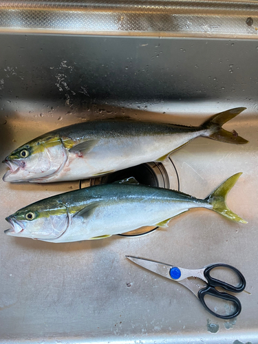 イナダの釣果