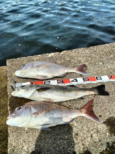 タイの釣果