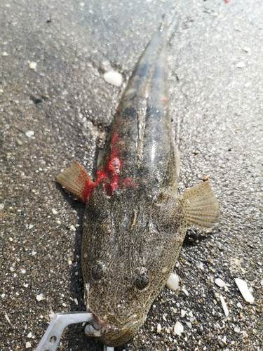 マゴチの釣果