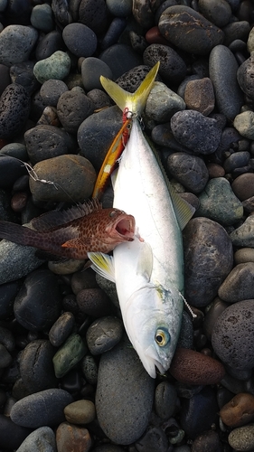 ワカシの釣果