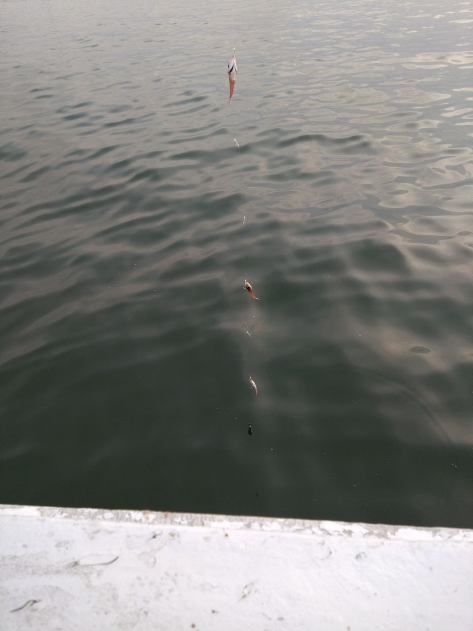 山男さんの釣果 2枚目の画像