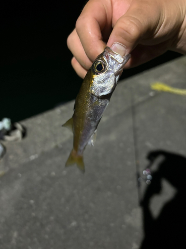 ムツの釣果