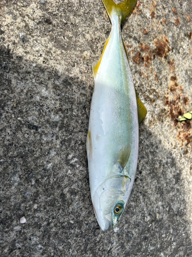 ワカシの釣果