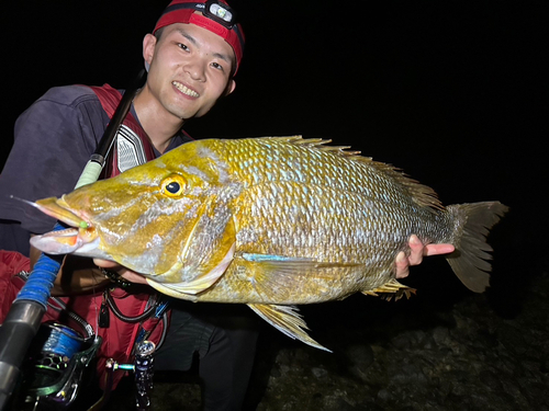 ハマフエフキダイの釣果