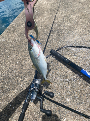 ワカシの釣果