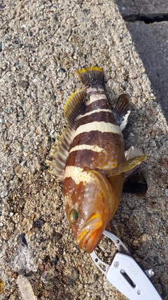 アオハタの釣果