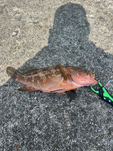 アコウの釣果