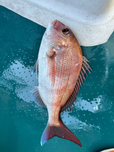 マダイの釣果