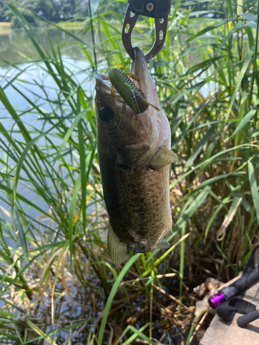 ラージマウスバスの釣果