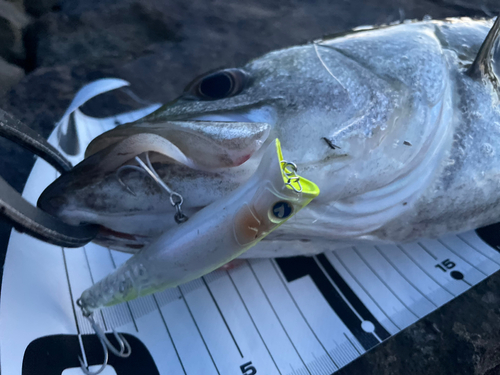 シーバスの釣果