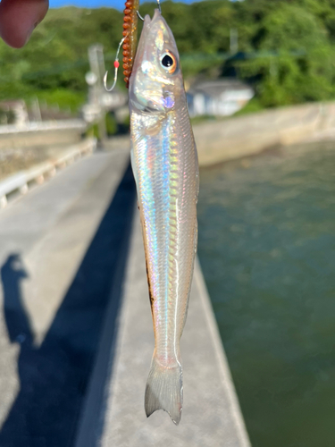 キスの釣果