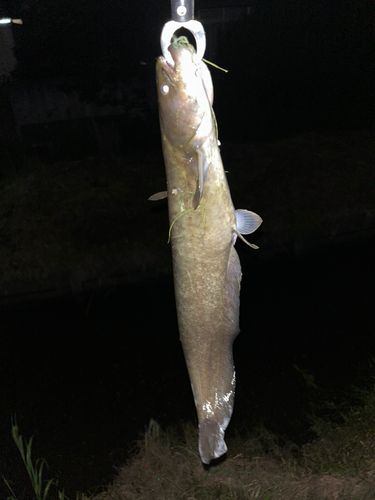 ナマズの釣果