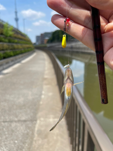 マハゼの釣果