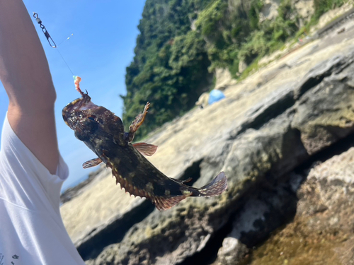 アラカブの釣果