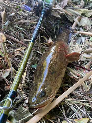 ライギョの釣果