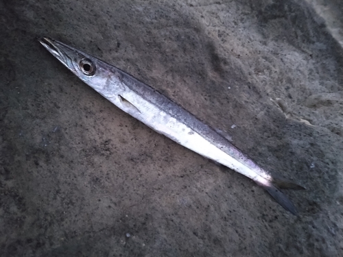 カマスの釣果