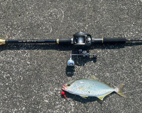 ショゴの釣果