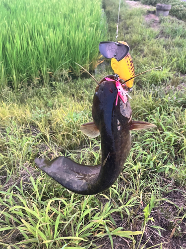 マナマズの釣果