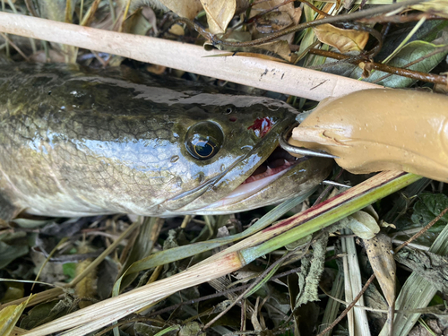 ライギョの釣果