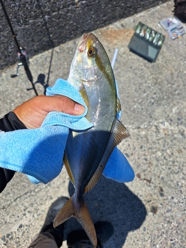 ショゴの釣果