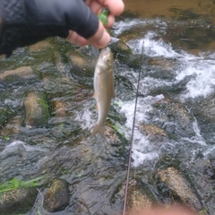 ウグイの釣果