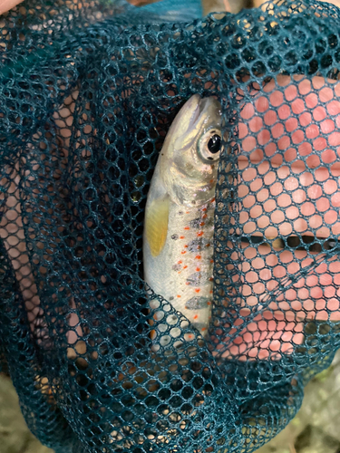 アマゴの釣果