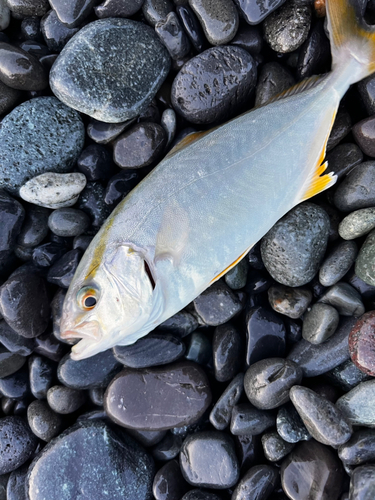 ショゴの釣果