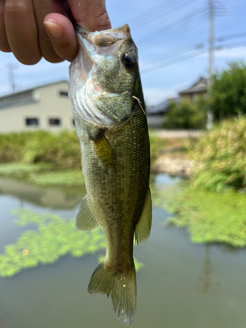 ブラックバス