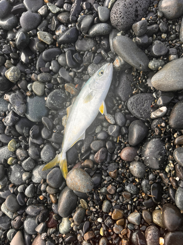 ワカシの釣果