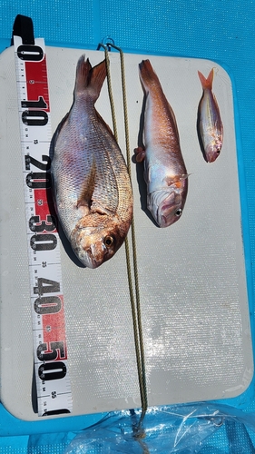 タイの釣果