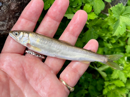 コアユの釣果