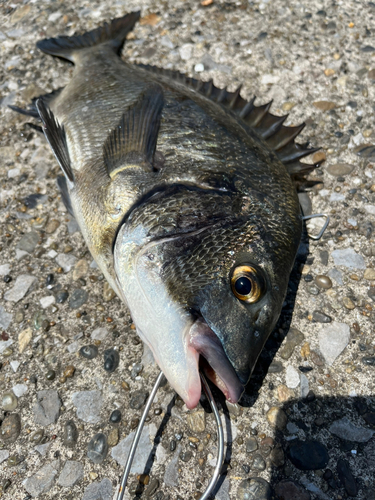 チヌの釣果