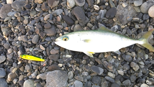 ワカシの釣果