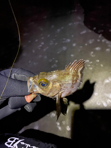 クロメバルの釣果