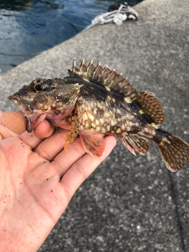 アラカブの釣果