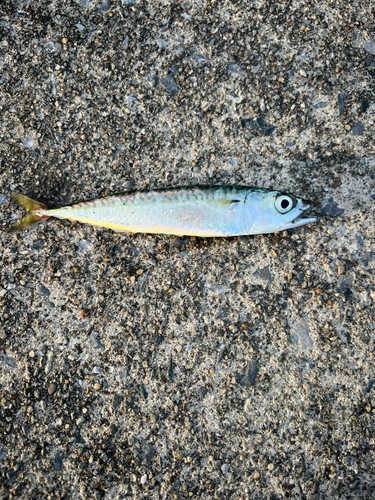 サバの釣果