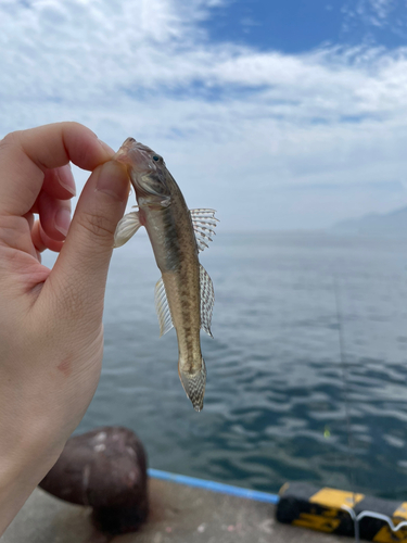 マハゼの釣果