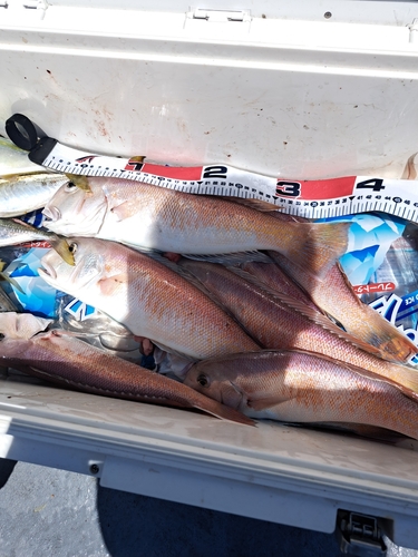 シロアマダイの釣果